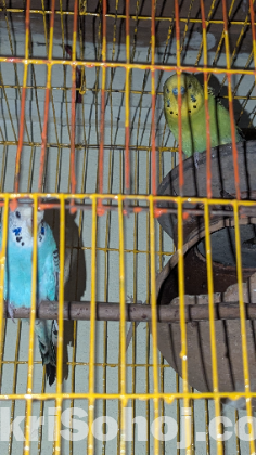 বাজরিগার পাখি